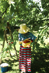 Rock Cherry Club Stripes